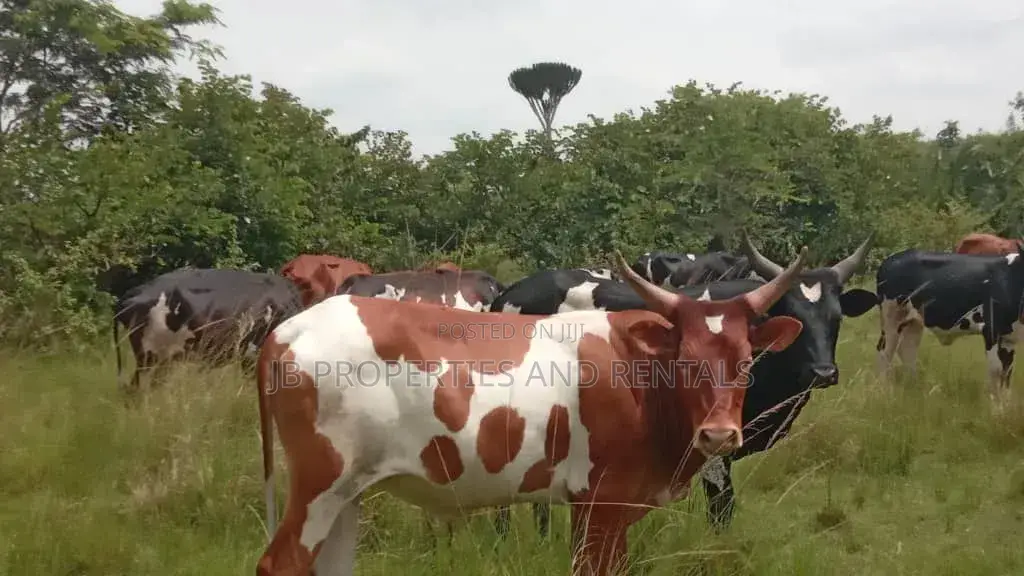 Farm on Sale Contained With 100 Cows, 60 Goats and 20 Sheep