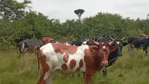 Farm on Sale Contained With 100 Cows, 60 Goats and 20 Sheep
