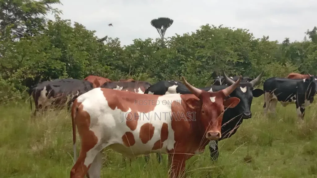 Farm on Sale Contained With 100 Cows, 60 Goats and 20 Sheep