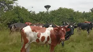 Farm on Sale Contained With 100 Cows, 60 Goats and 20 Sheep