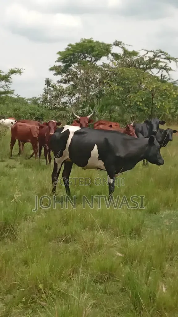 Farm on Sale Contained With 100 Cows, 60 Goats and 20 Sheep