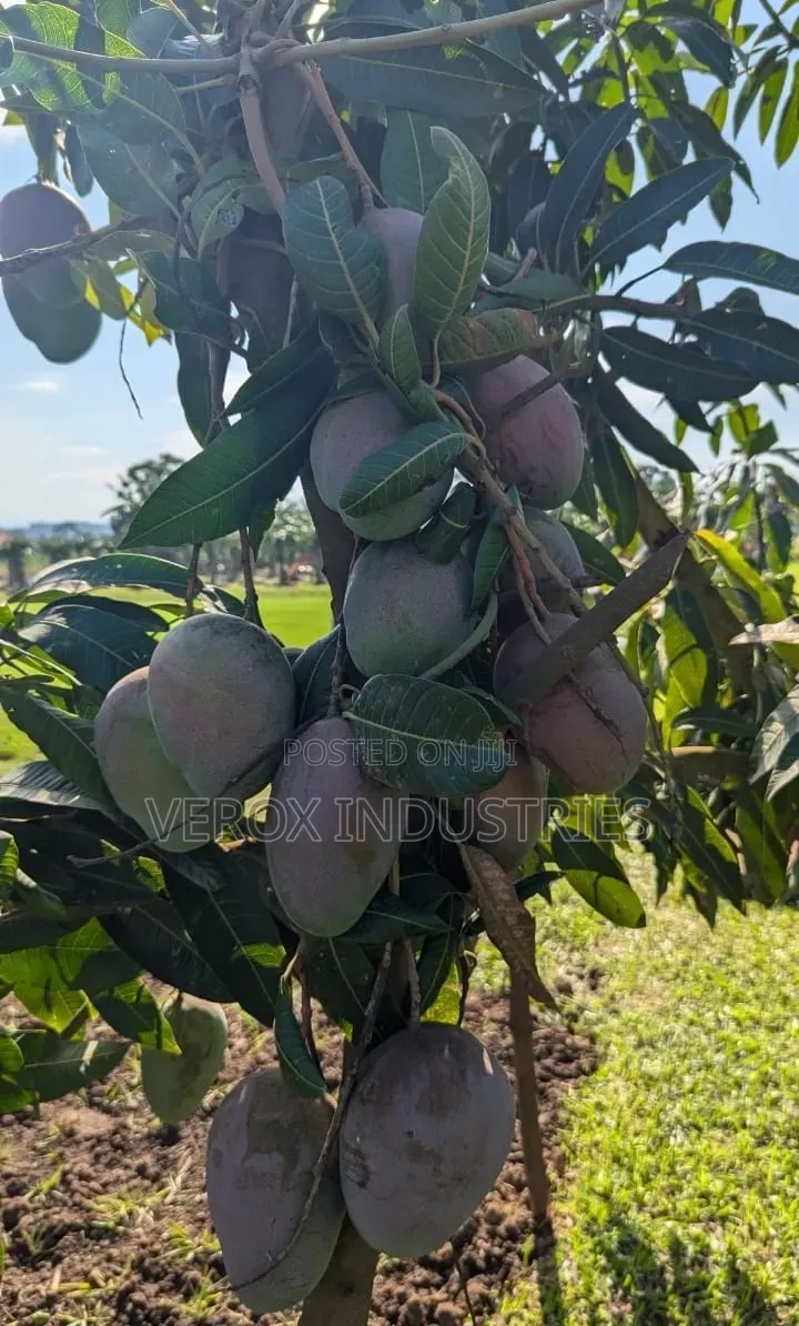 Mangoes Seedlings