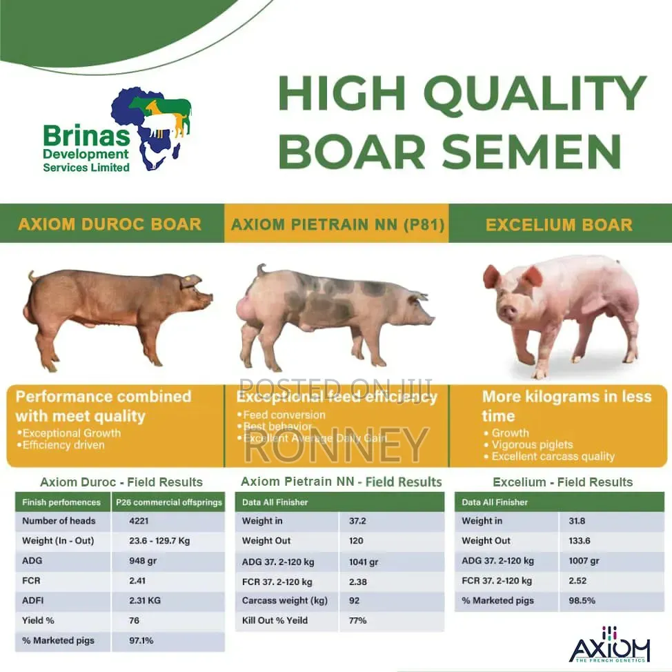 Artificial Insemination for Improved Pig Breeds