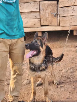 6-12 months Male Purebred German Shepherd