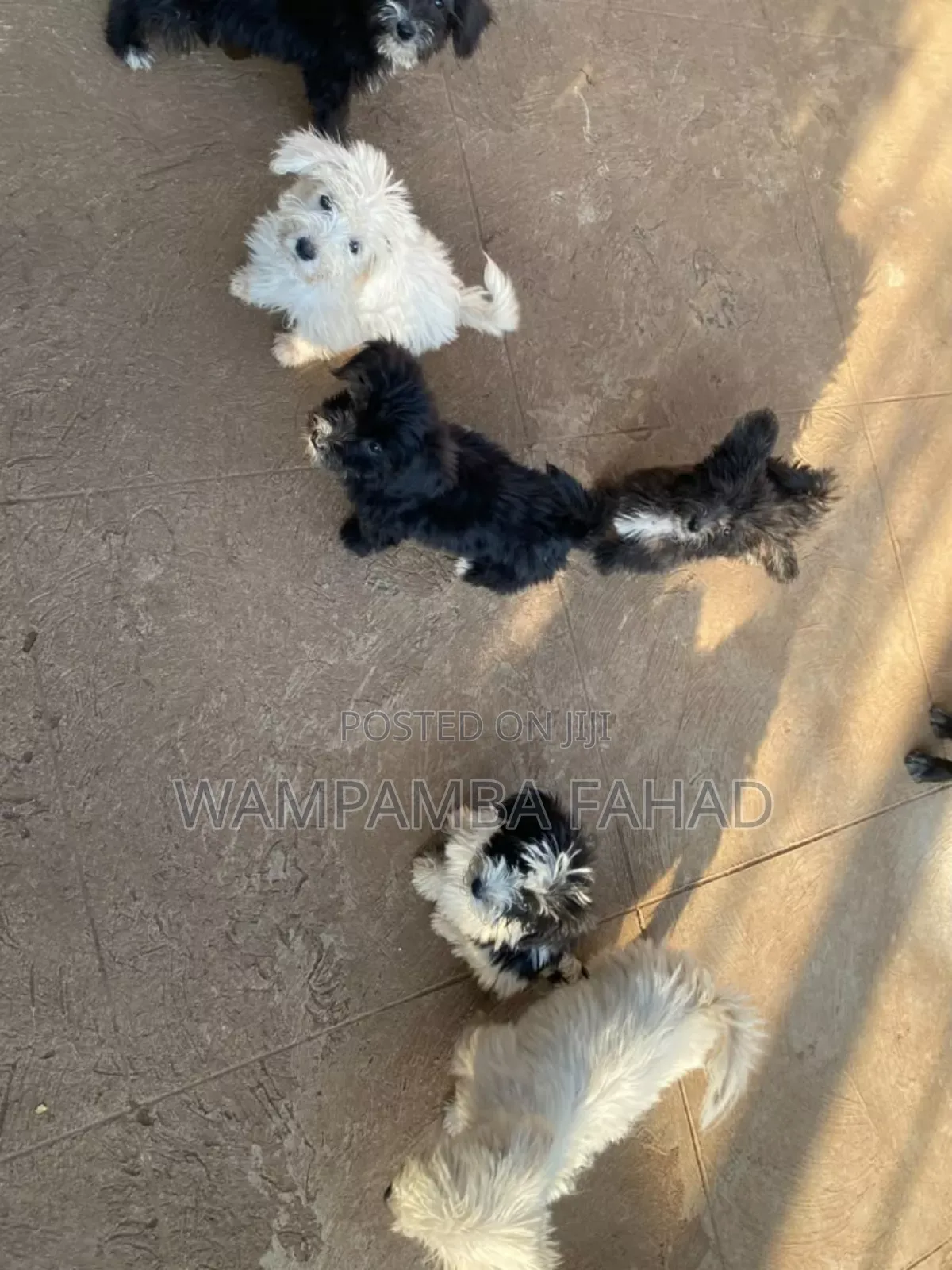 1-3 months Male Purebred Maltese