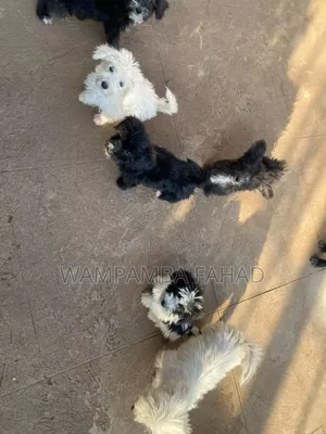 1-3 months Male Purebred Maltese