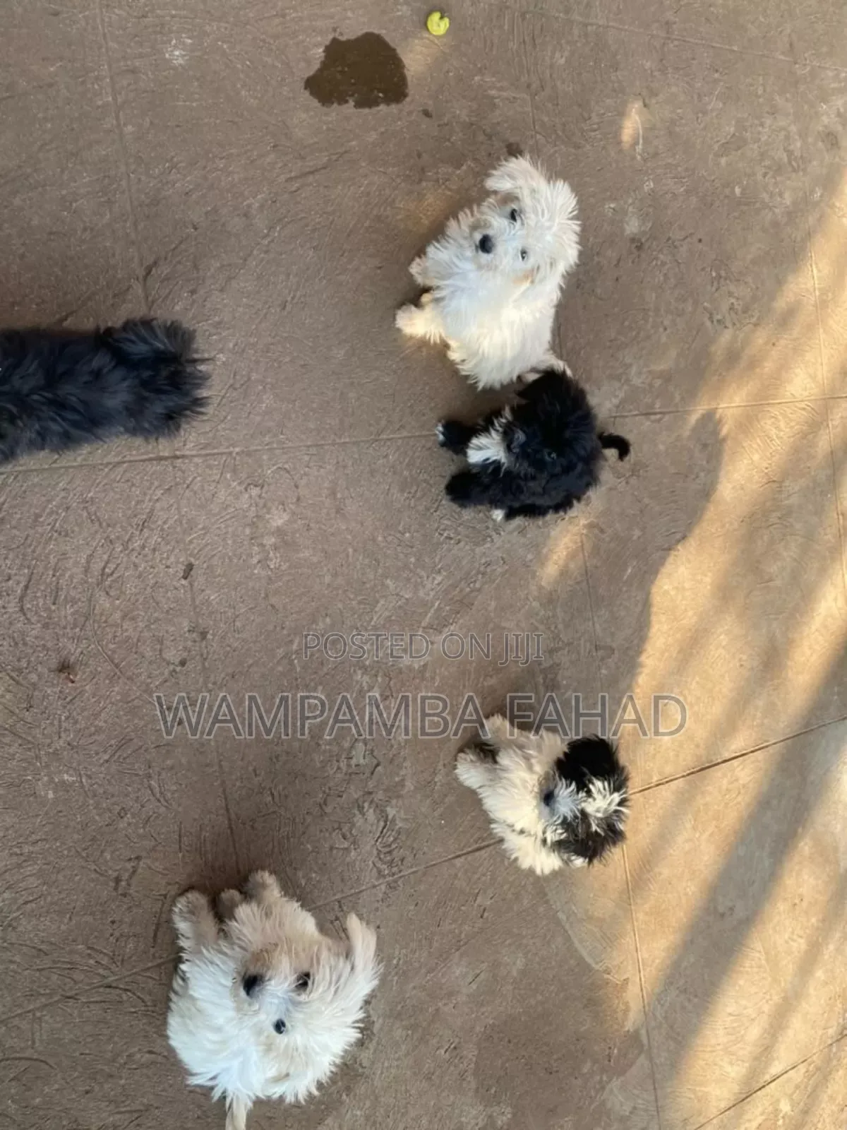 1-3 months Male Purebred Maltese