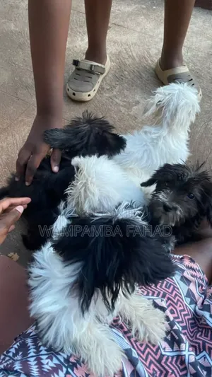 1-3 months Male Purebred Maltese