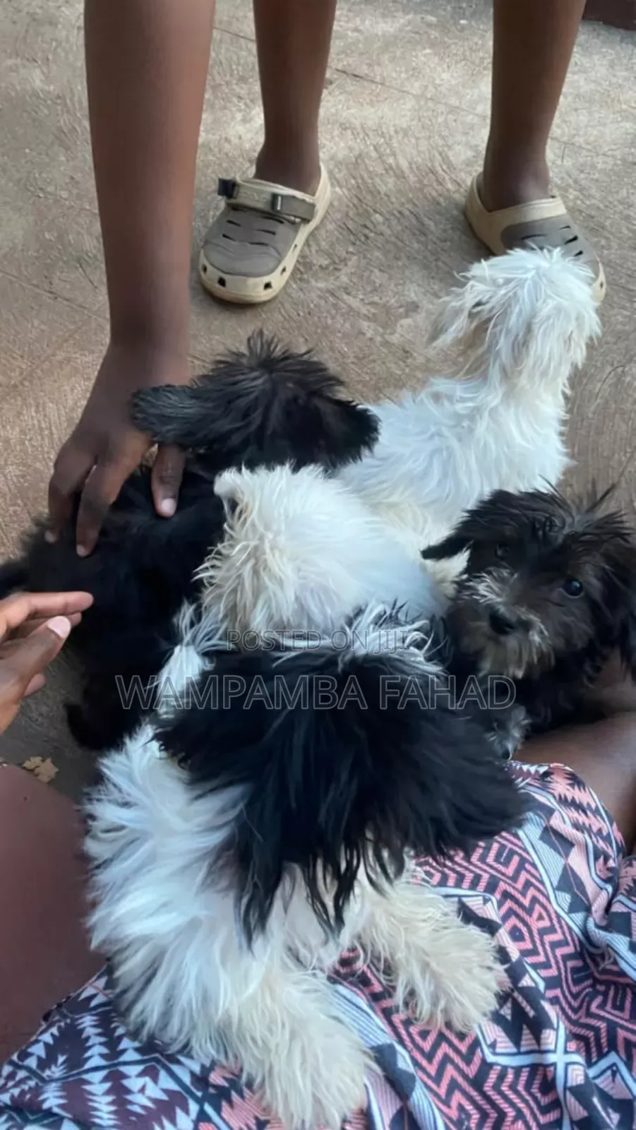 1-3 months Male Purebred Maltese