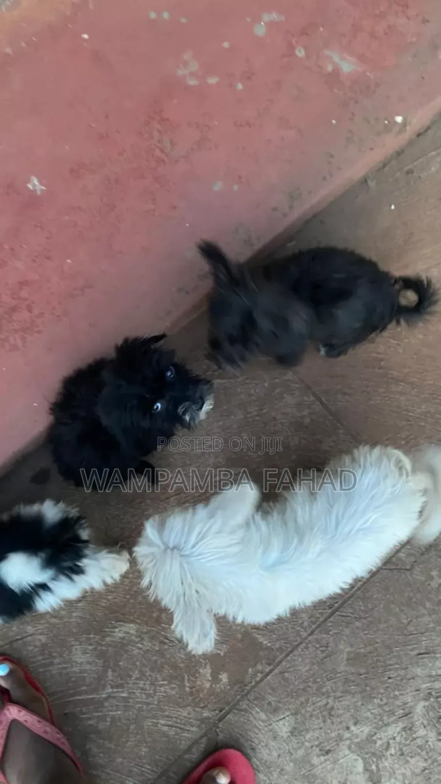 1-3 months Male Purebred Maltese
