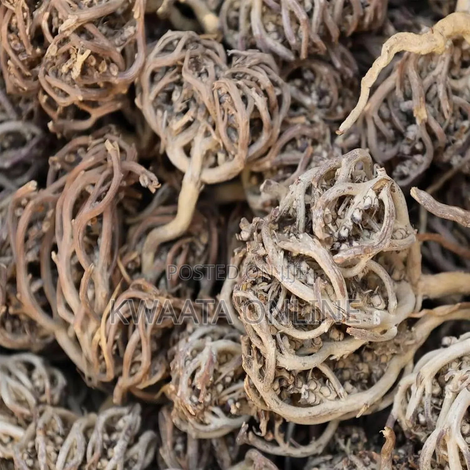 Roses of Jericho(Maryam Flower) Women All Health Solution Desert Plant