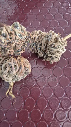 Roses of Jericho(Maryam Flower) Women All Health Solution Desert Plant