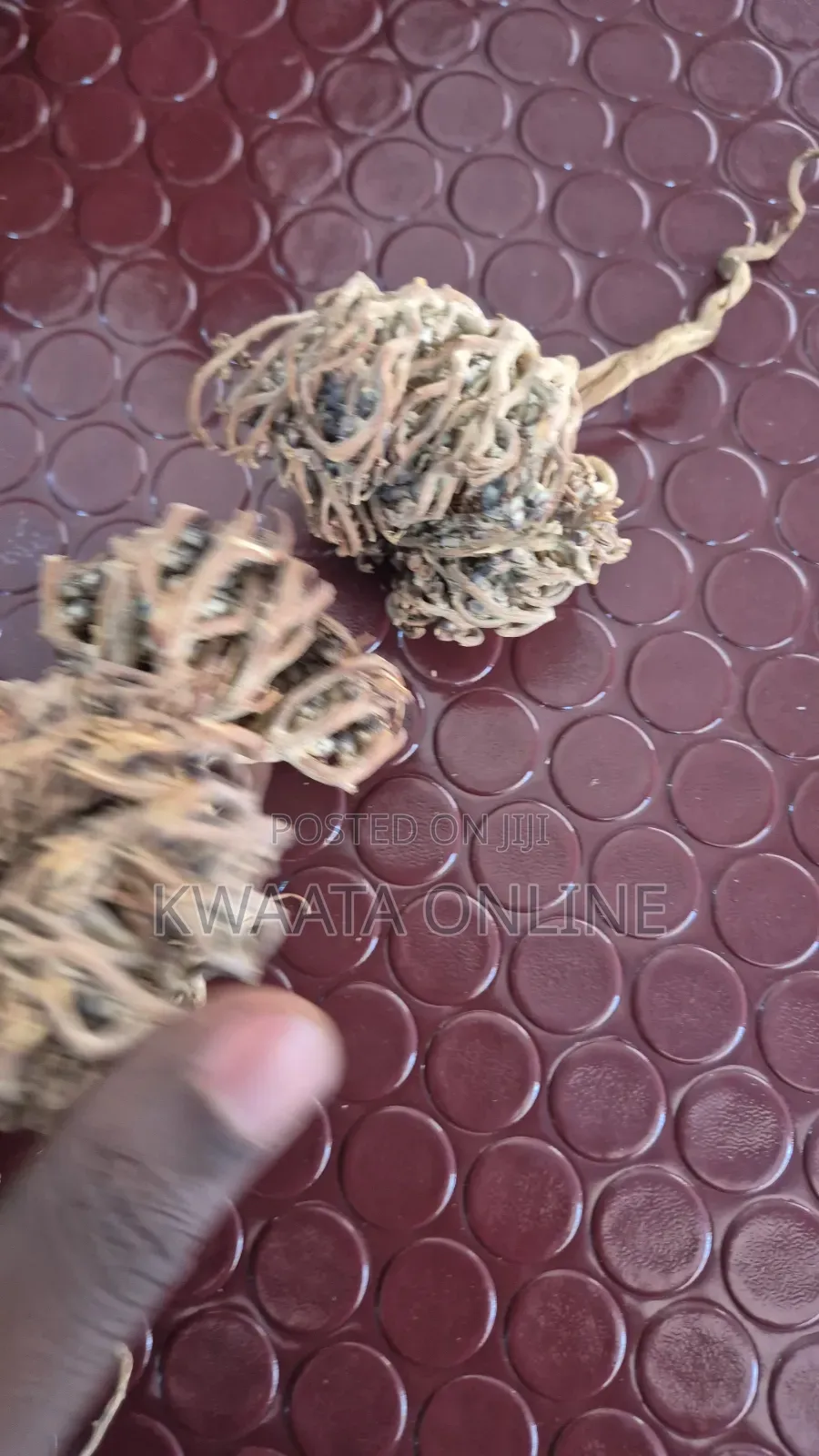Roses of Jericho(Maryam Flower) Women All Health Solution Desert Plant