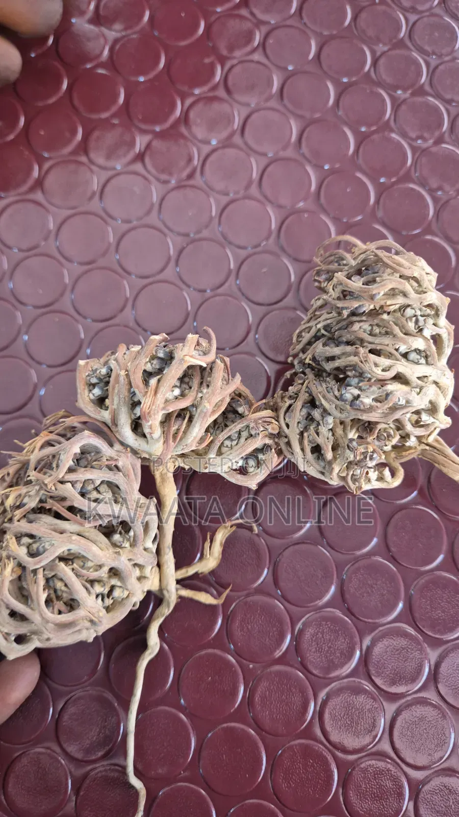 Roses of Jericho(Maryam Flower) Women All Health Solution Desert Plant