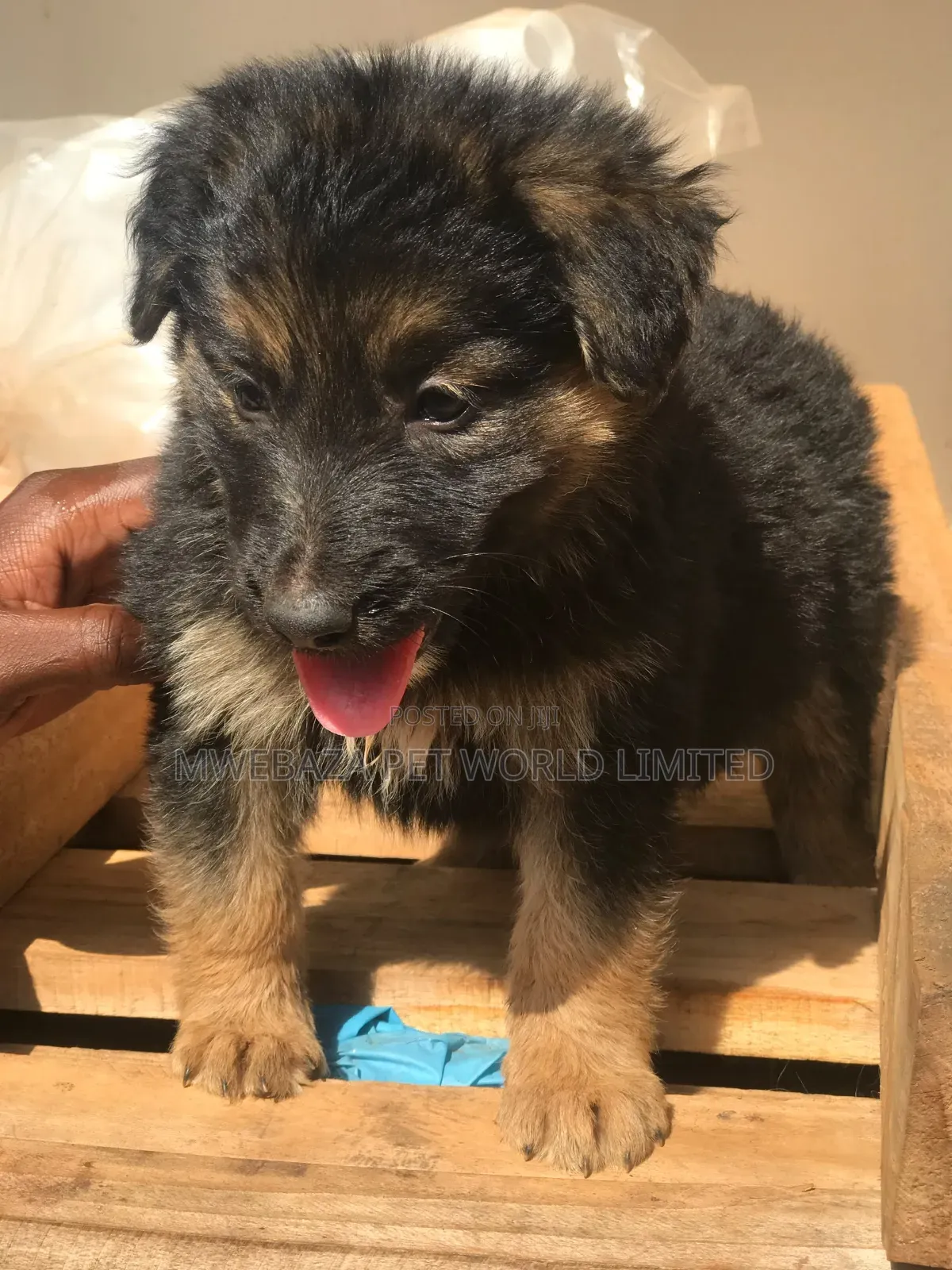 1-3 months Male Purebred German Shepherd