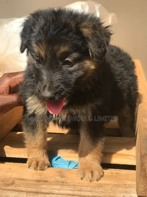 1-3 months Male Purebred German Shepherd
