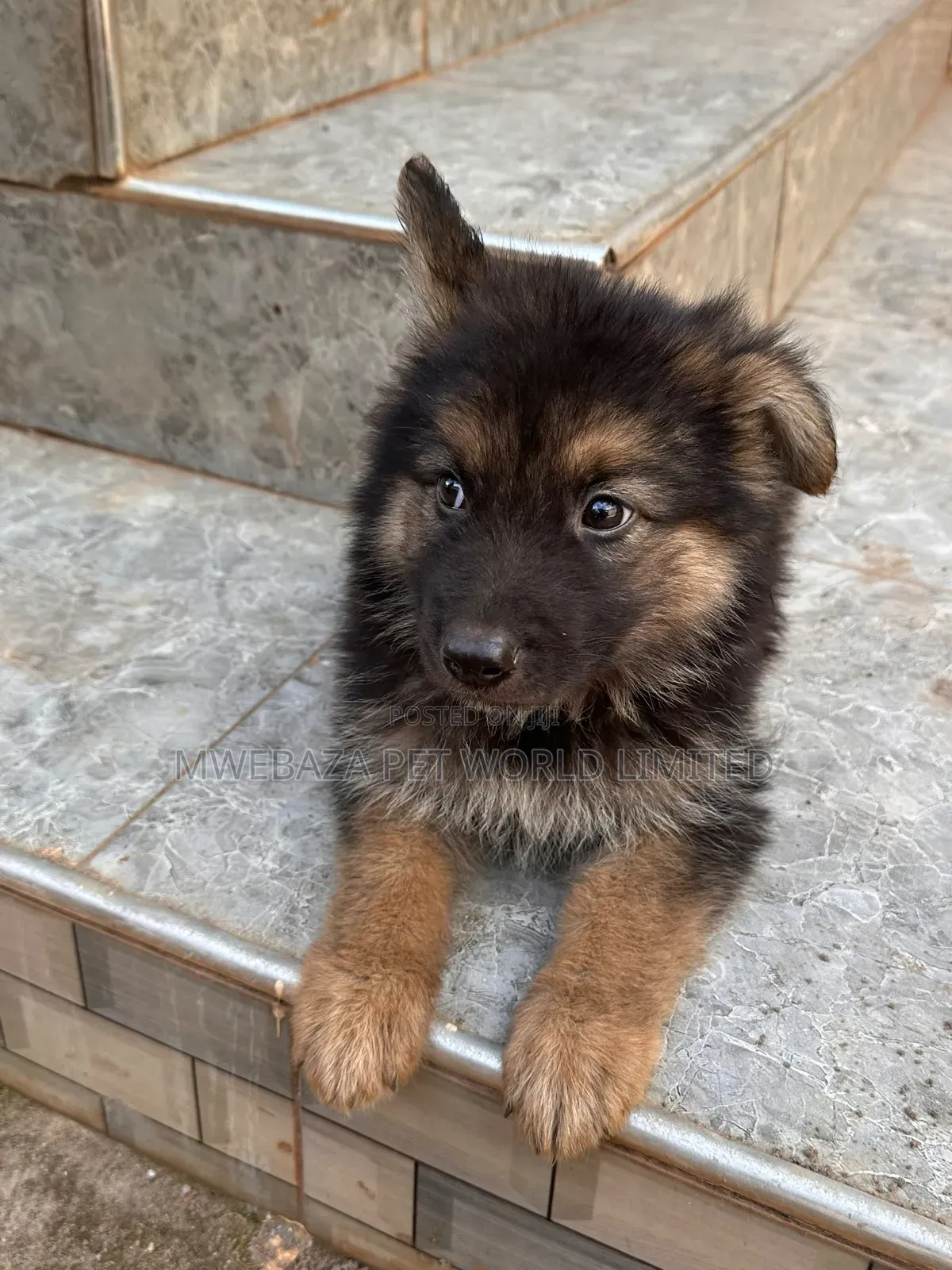 1-3 months Male Purebred German Shepherd
