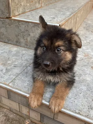 1-3 months Male Purebred German Shepherd