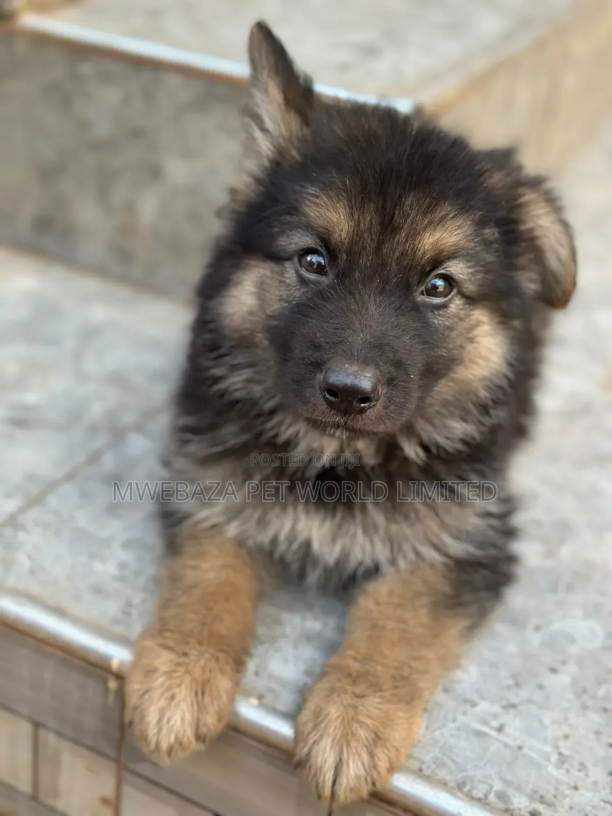 1-3 months Male Purebred German Shepherd