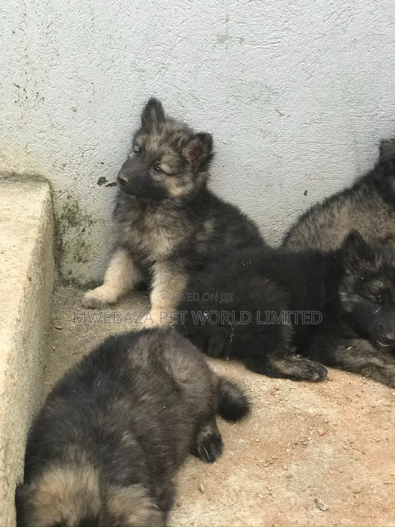 1-3 months Male Purebred German Shepherd