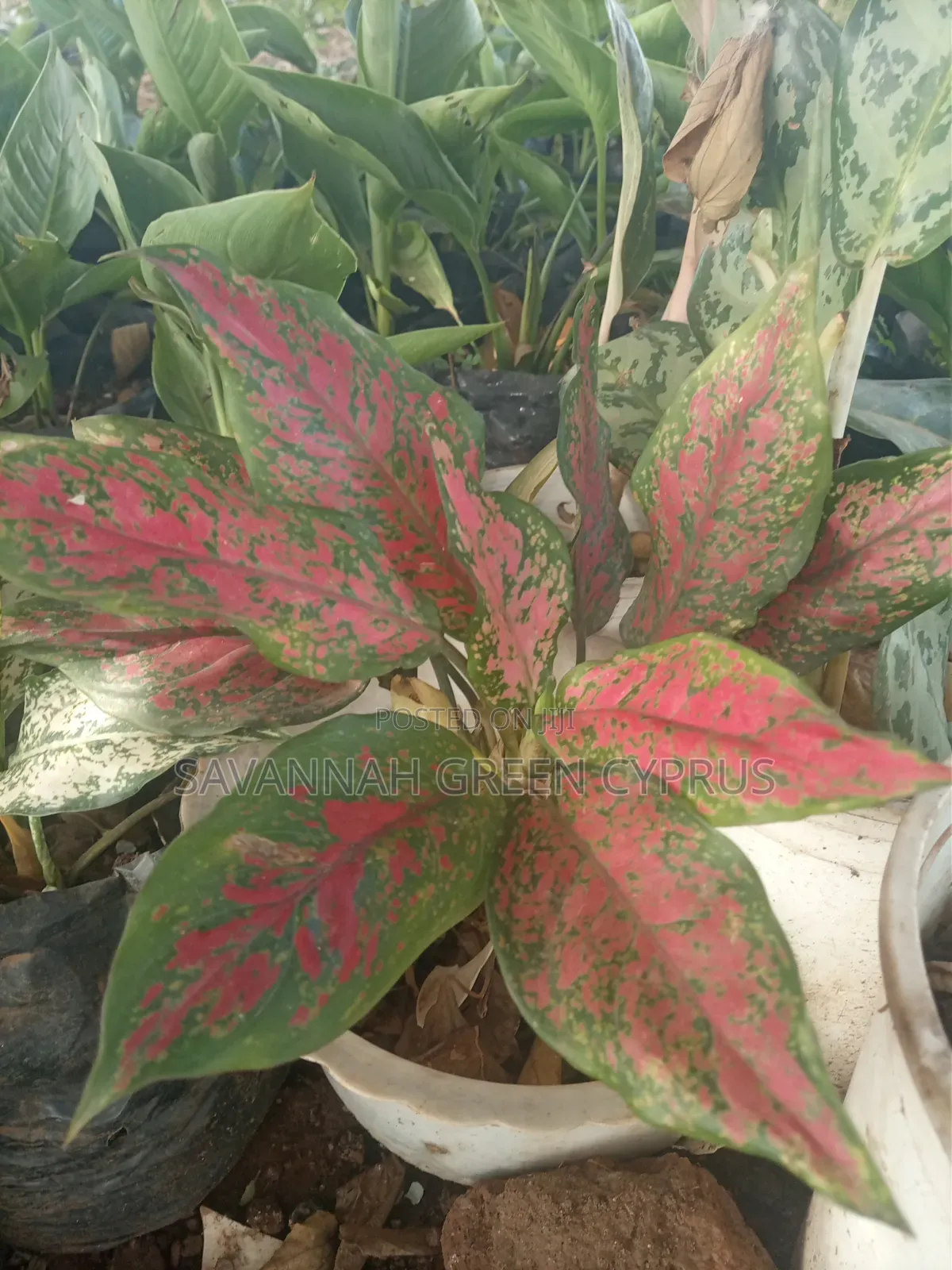 Aglaonema Plants