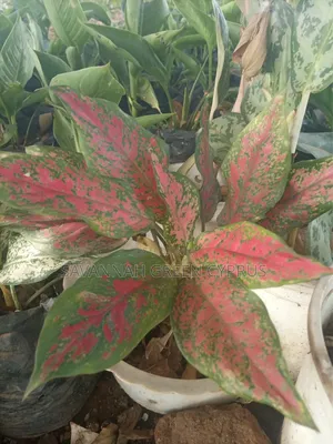 Aglaonema Plants