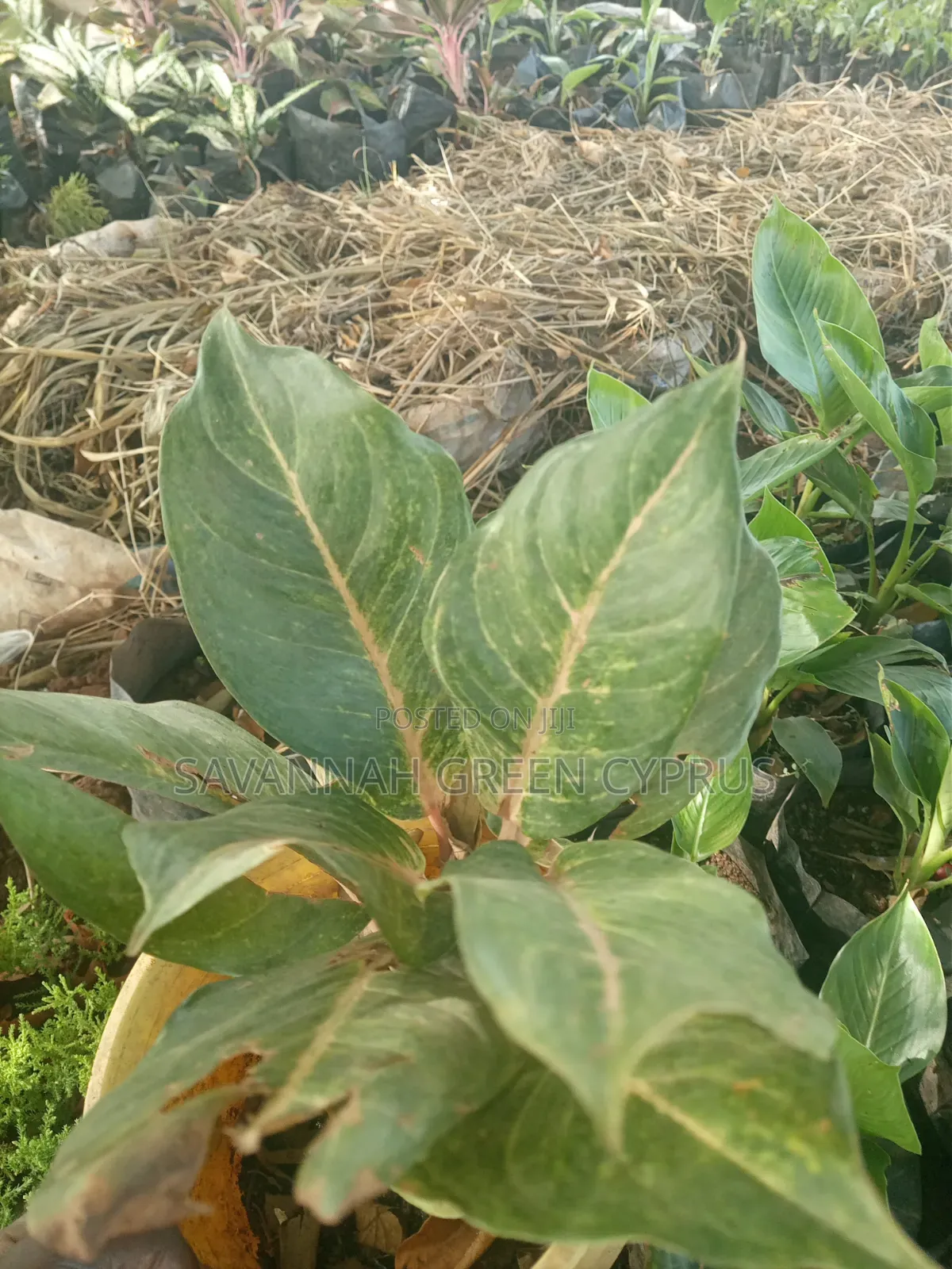 Aglaonema Plants