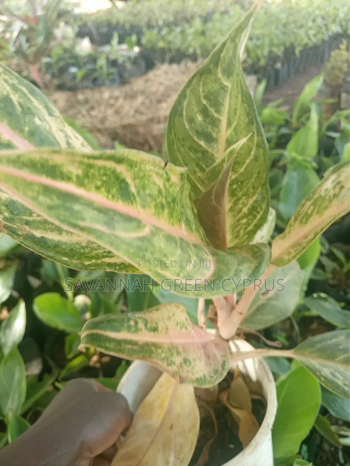 Aglaonema Plants