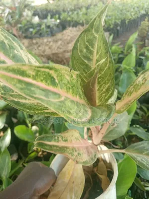 Aglaonema Plants