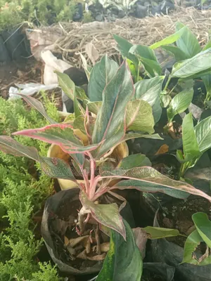 Aglaonema Plants