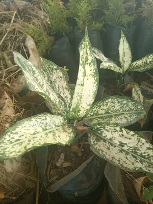 Aglaonema White Plants