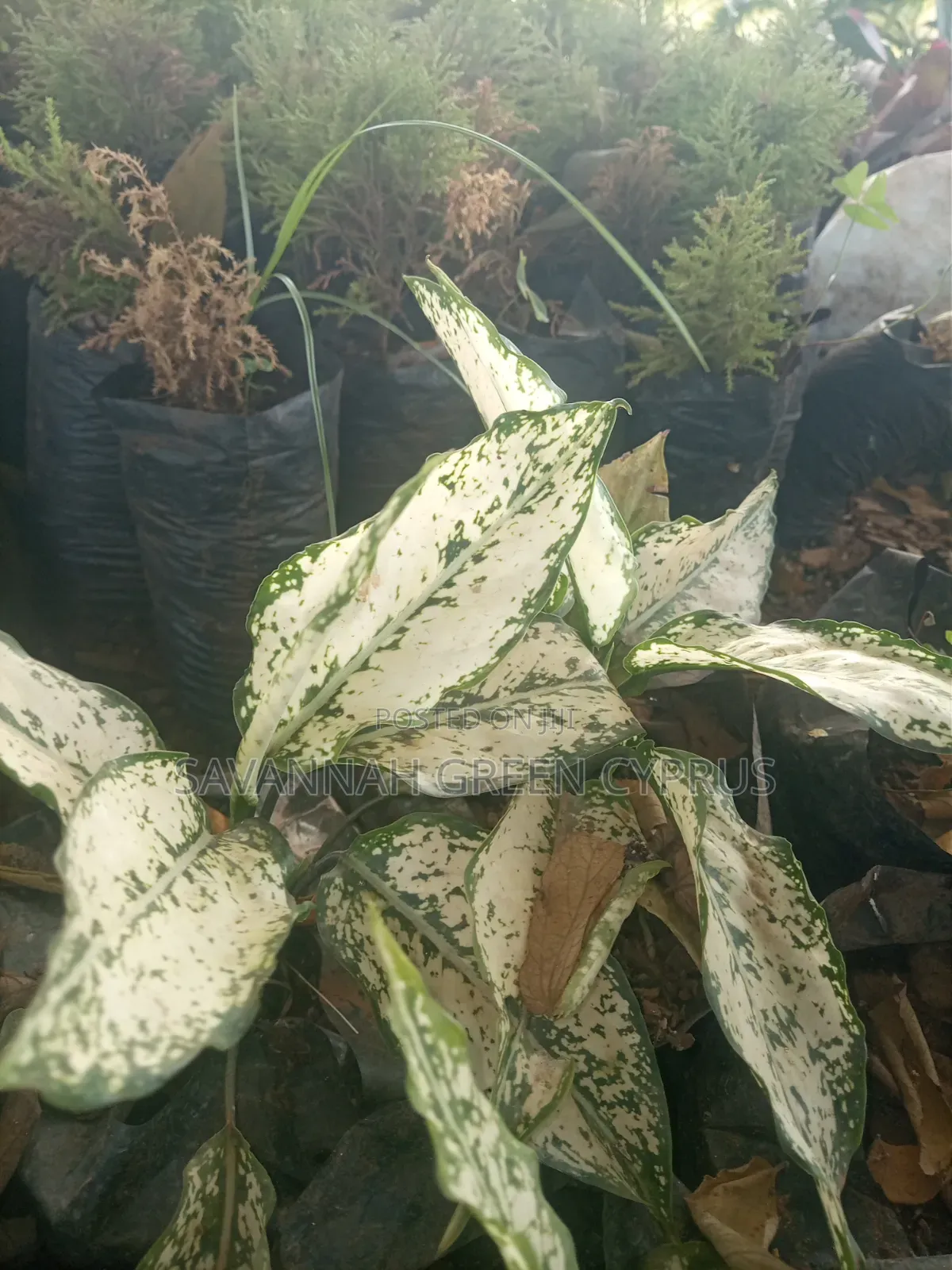 Aglaonema White Plants