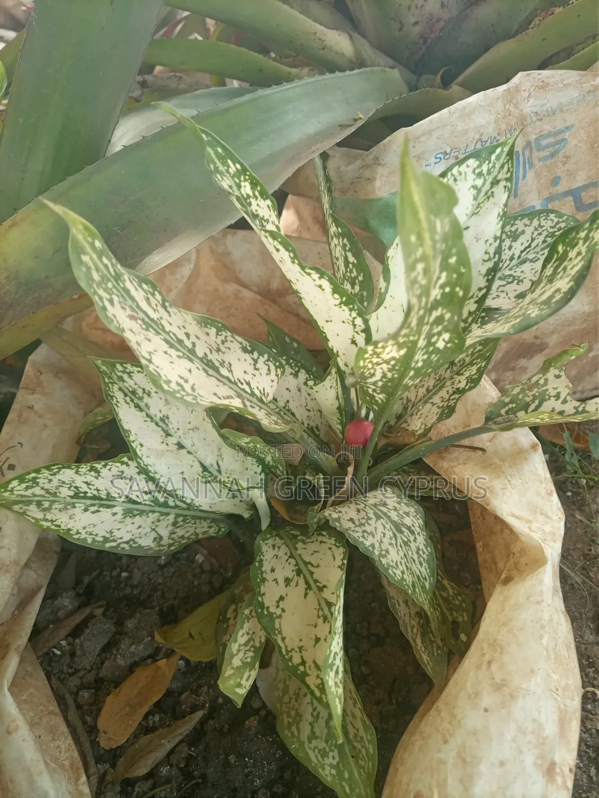 Aglaonema White Plants