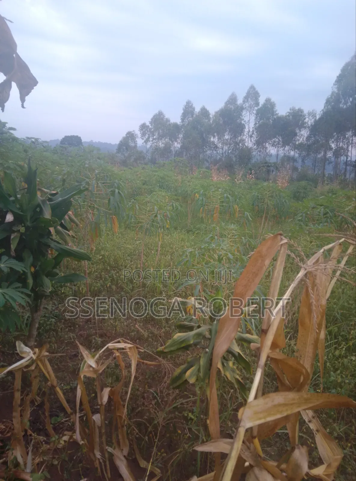 Lands Plot in Masuliita Wakiso for Sale