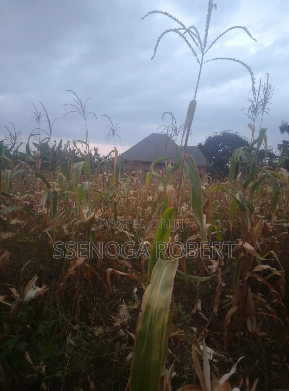 Lands Plot in Masuliita Wakiso for Sale