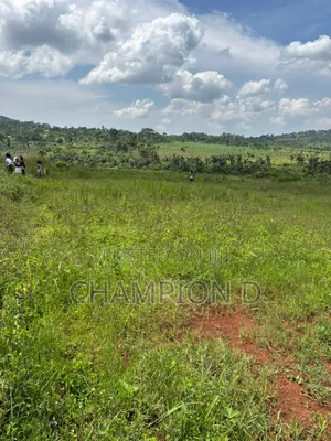 The Land Guy