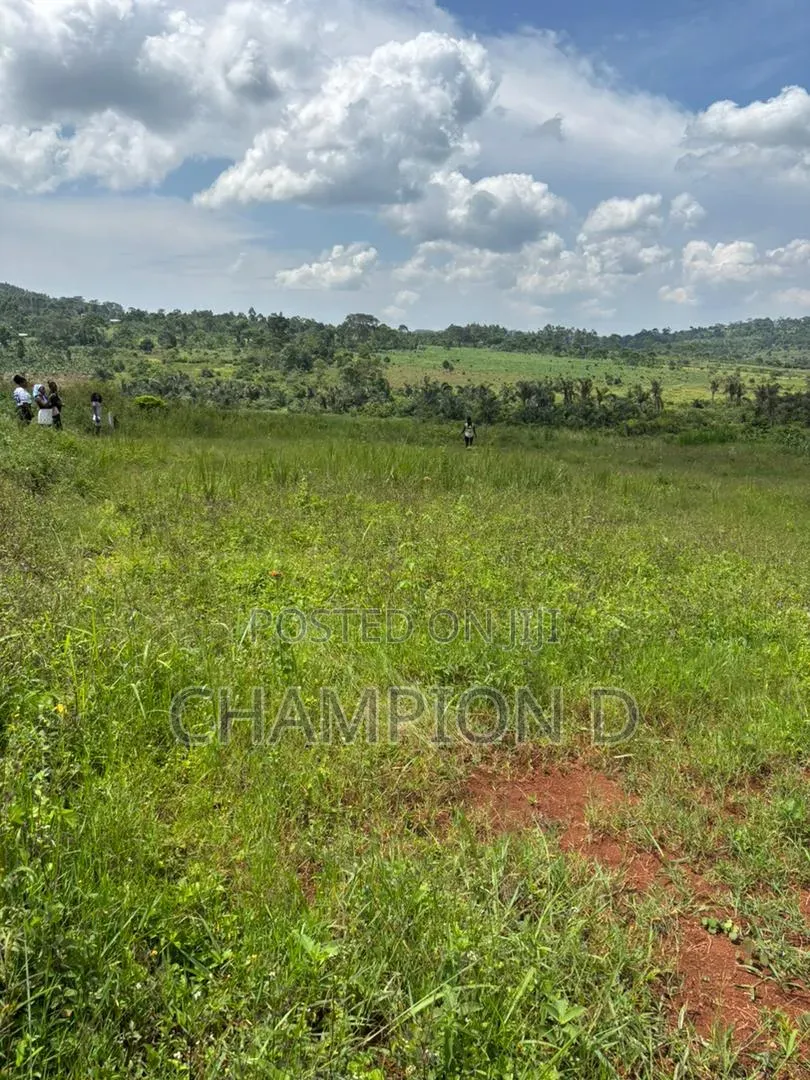 The Land Guy