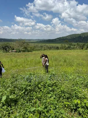 The Land Guy