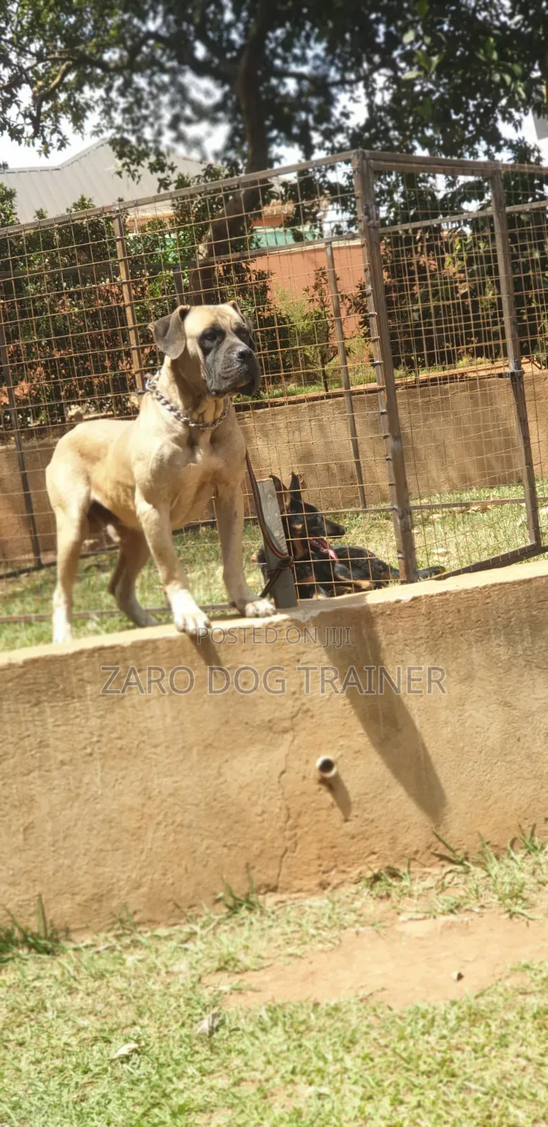 1+ year Male Purebred Boerboel