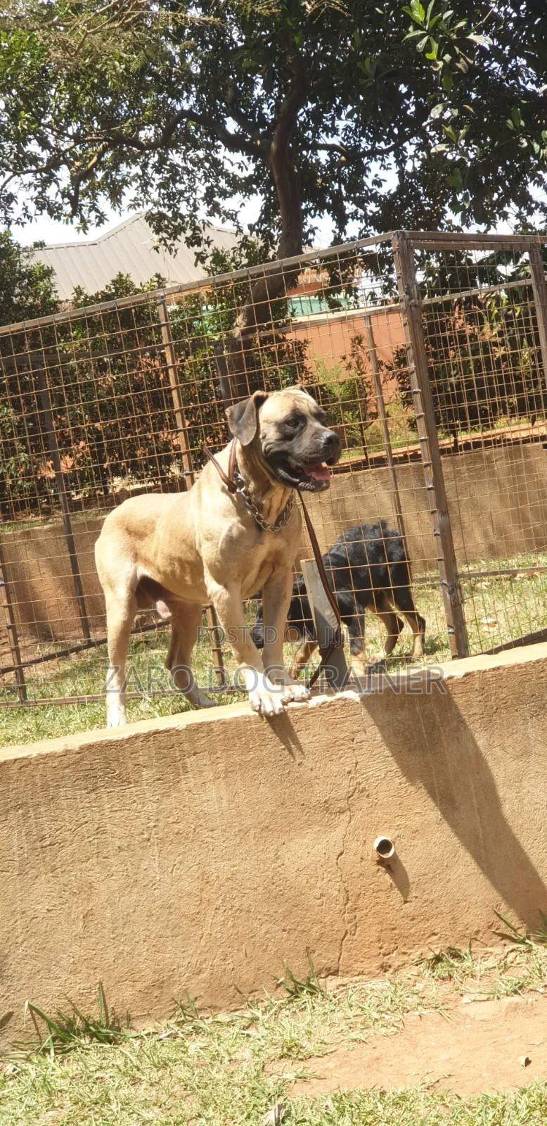 1+ year Male Purebred Boerboel