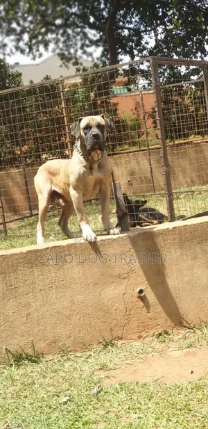 1+ year Male Purebred Boerboel