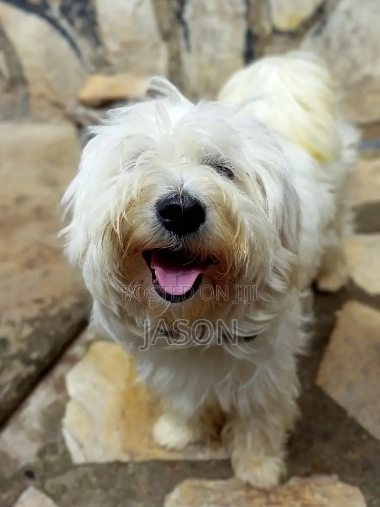3-6 months Male Purebred Maltese