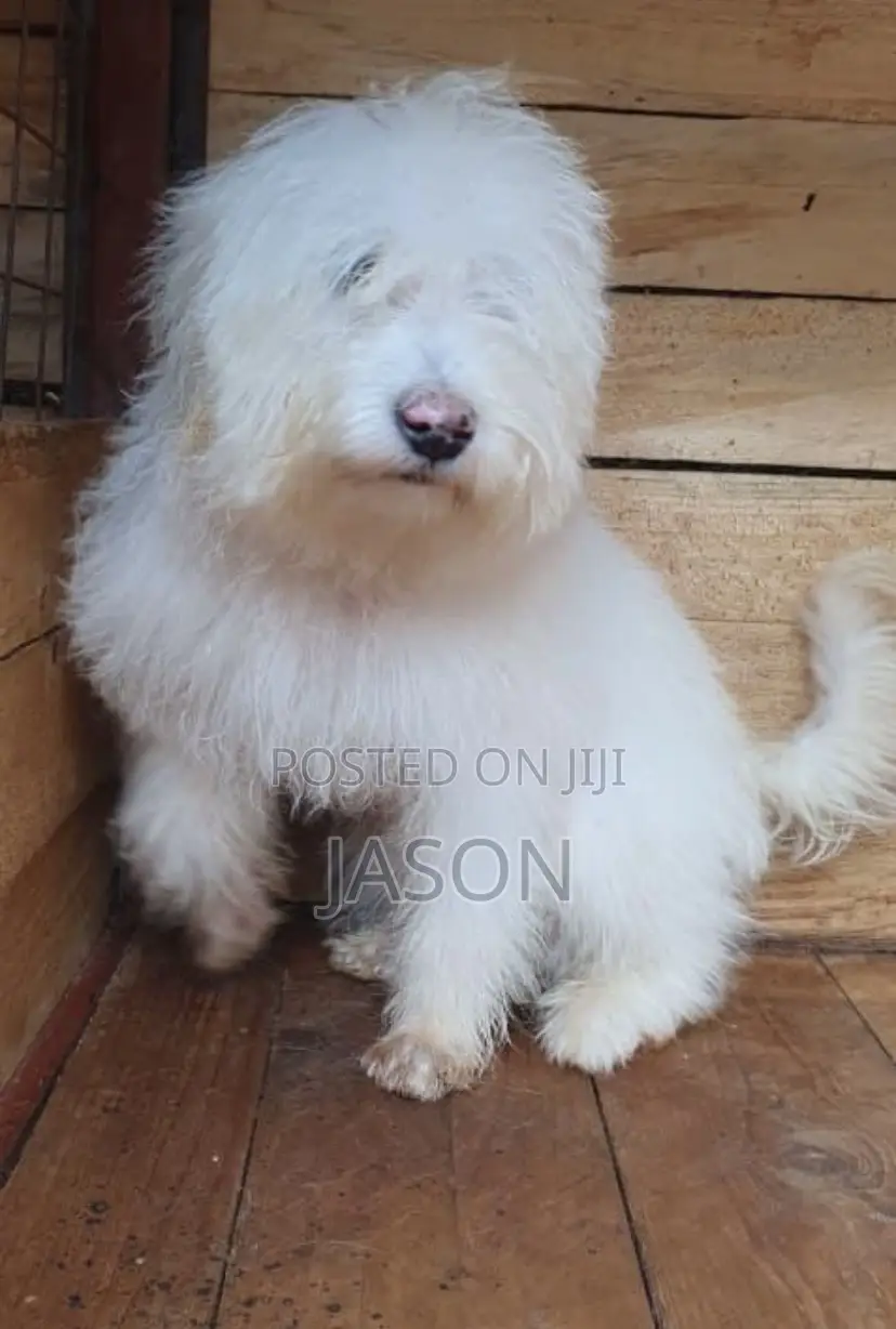 3-6 months Male Purebred Maltese