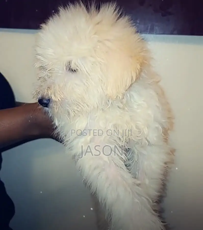 1-3 months Male Purebred Maltese