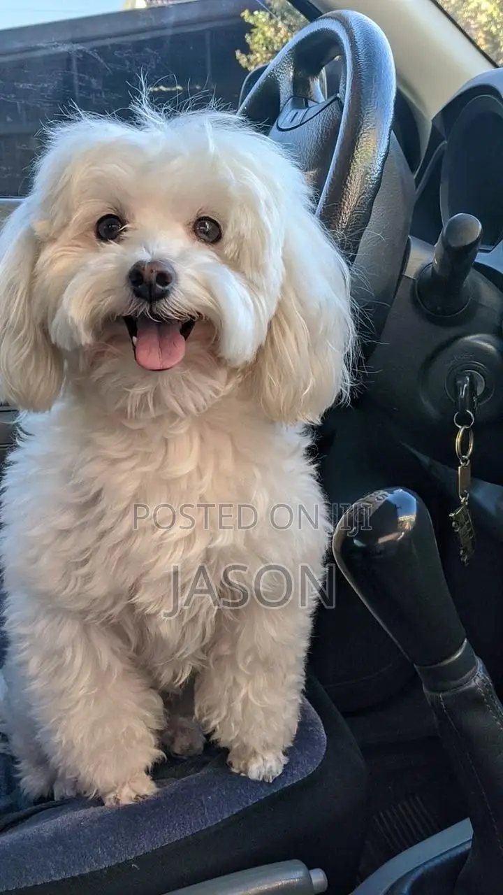 3-6 months Male Purebred Maltese