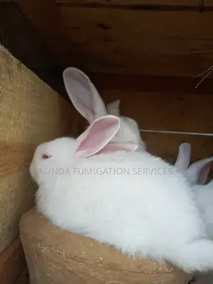 Young Rabbits ( Pure New Zealand White)