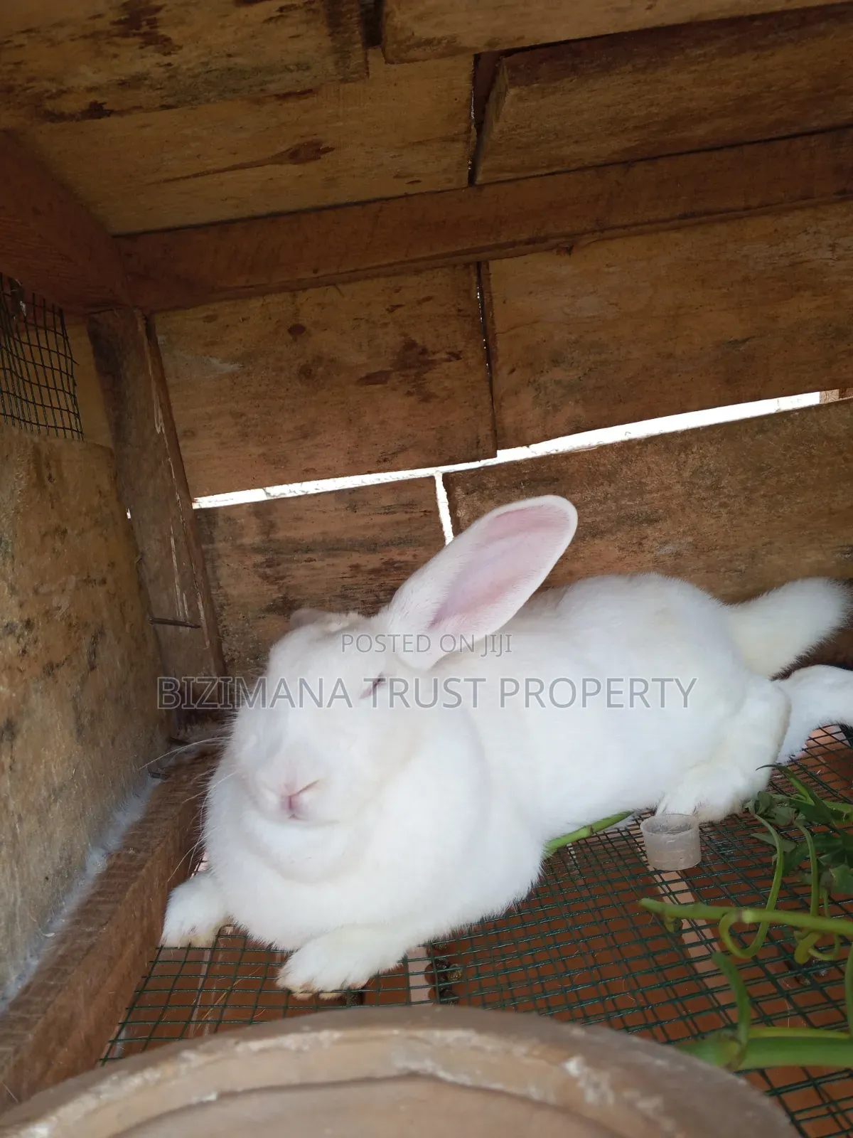 Young Rabbits ( Pure New Zealand White)