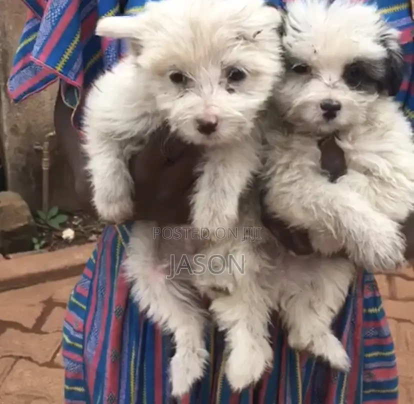 1-3 months Female Purebred Maltese