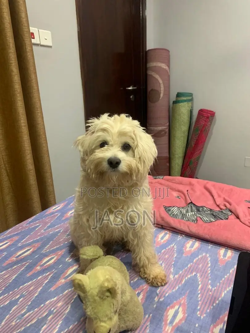 3-6 months Male Purebred Maltese