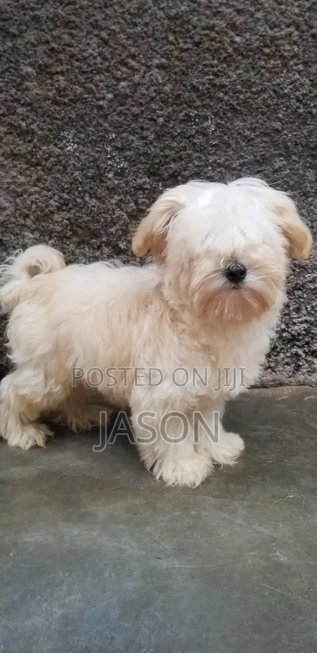 1-3 months Male Purebred Maltese